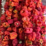 Kuru Biber Dolmalık Acı (45-50 Adet)