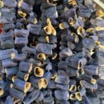 Kuru Patlıcan Dolmalık Antep (45-50 Adet)